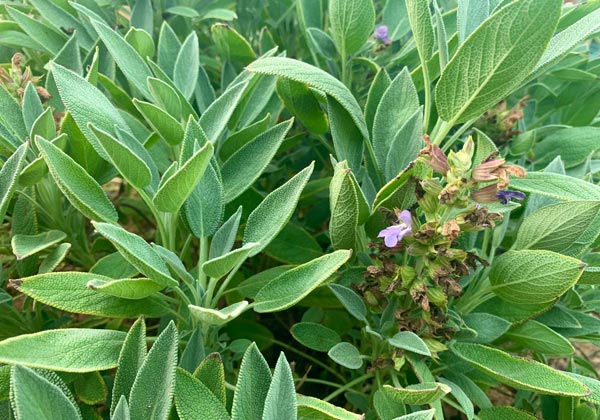 Ethiopian Sage