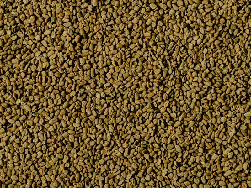 Fenugreek