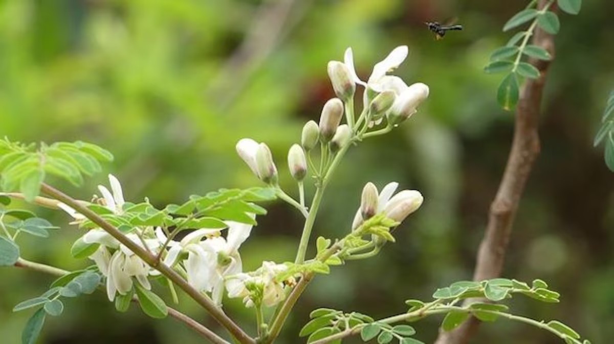 Moringa