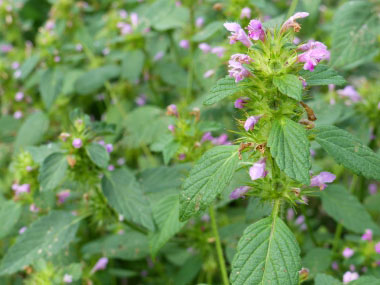 Ethiopian Basil